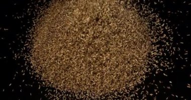 Fennel tohumları, foeniculum vulgare siyah arka planda patlıyor, yavaş çekim 4k