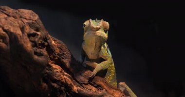 Madagaskar, Branch 'ta duran Yetişkin Panter Bukalemunu 