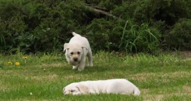 Sarı Labrador Retriever, Çimlerde Oynayan Yavru Yavrular Grubu, Fransa 'da Normandiya, Yavaş Hareket 4k