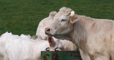 Charolais Sığırları, bir Fransız Türü, Herd, Calling, Normandy in France, Slow motion 4k