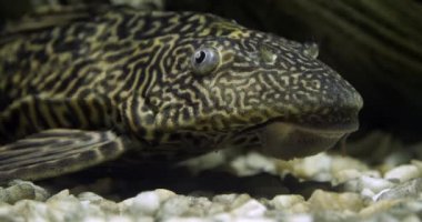 Suckermouth Catfish, hypostomus plecostomus, Tatlı Su Akvaryumu Balığı, Slow Motion 4k