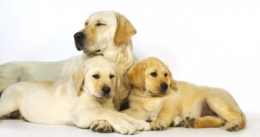 Sarı Labrador Retriever, Beyaz Arkaplanda Sürtük ve Yavrular, Normandiya, Yavaş Hareket 4k