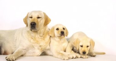 Sarı Labrador Retriever, Beyaz Arkaplanda Sürtük ve Yavrular, Normandiya, Yavaş Hareket 4k