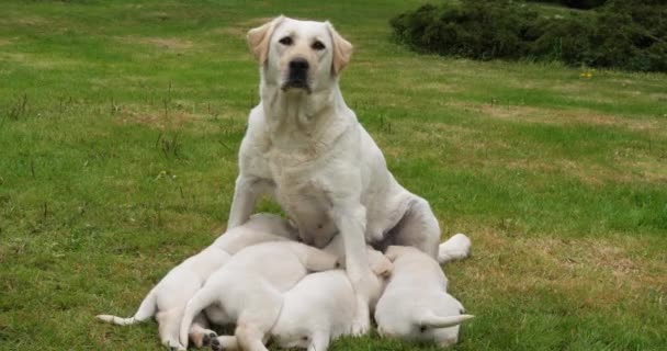 Amarelo Labrador Retriever Cadela Que Alimenta Filhotes Cachorro Normandia França — Vídeo de Stock