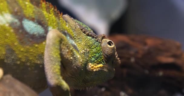 Adult Panther Chameleon Standing Branch Madagascar — Stock Video