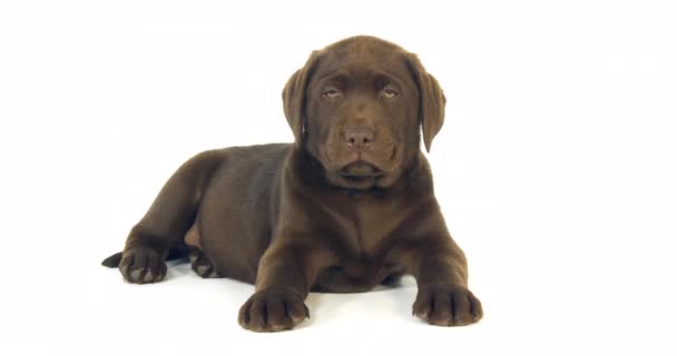 Brown Labrador Retriever Cachorro Sobre Fondo Blanco Normandía Cámara Lenta — Vídeos de Stock