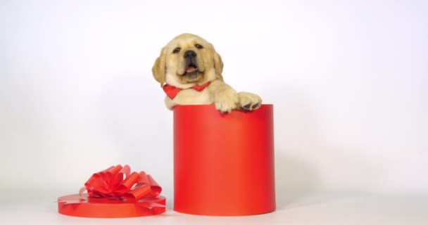 Gul Labrador Retriever Valp Erbjuds Som Gåva Vit Bakgrund Normandie — Stockvideo