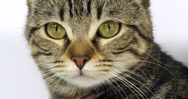 ブラウンタビー国内猫 白い背景に猫の肖像 目と口ひげのクローズアップ スローモーション4K — ストック動画