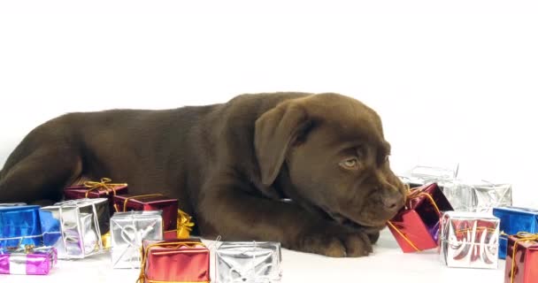 Brauner Labrador Retriever Welpe Und Geschenke Auf Weißem Hintergrund Normandie — Stockvideo