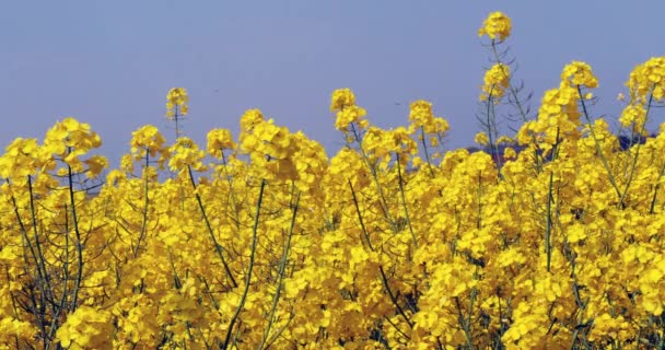 Znásilňovací Pole Brassica Napus Normandie Zpomalený Pohyb — Stock video