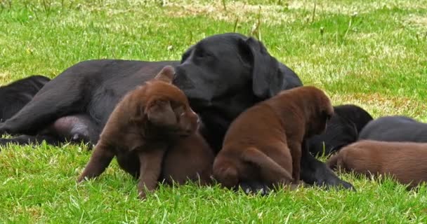 Black Labrador Retriever Perra Cachorros Negros Marrones Césped Lamiendo Normandía — Vídeos de Stock