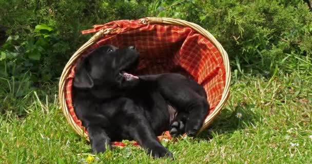 Zwarte Labrador Retriever Puppy Spelen Een Mandje Normandië Slow Motion — Stockvideo