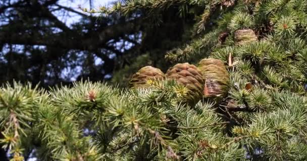 Wind Ceder Van Libanon Cedrus Normandië Frankrijk Slow Motion — Stockvideo