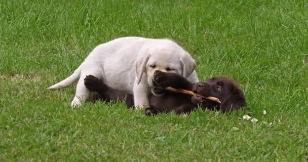 Sarı Labrador Retriever Kahverengi Labrador Retriever Çimlerde Oynayan Yavrular Grubu — Stok video