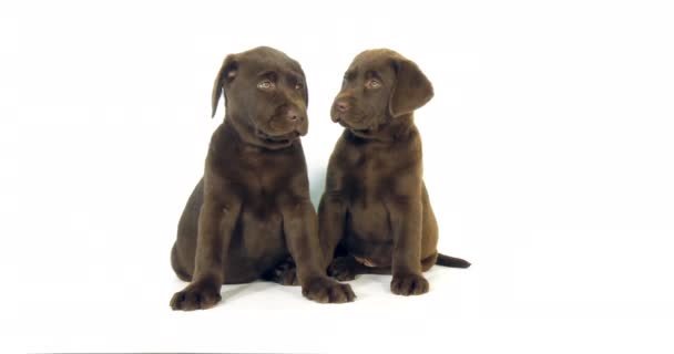 Brown Labrador Retriever Cachorros Sobre Fondo Blanco Lamiendo Normandía Cámara — Vídeos de Stock