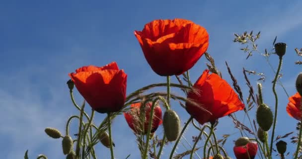 Papaver Veld Papaver Rhoeas Bloei Wind Blauwe Lucht Normandië Frankrijk — Stockvideo