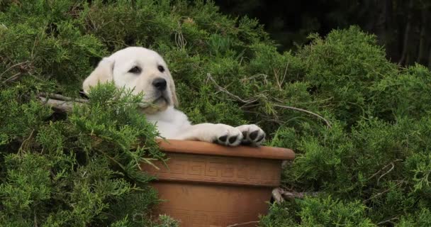 Yellow Labrador Retriever Puppy Spelen Een Bloempot Normandië Slow Motion — Stockvideo