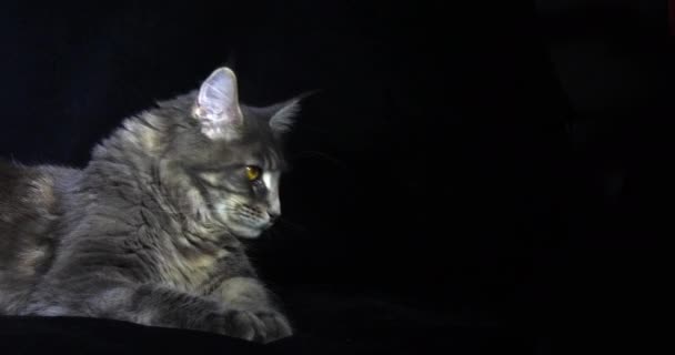 Blau Gestromte Maine Coon Hauskatze Weiblich Liegend Vor Schwarzem Hintergrund — Stockvideo