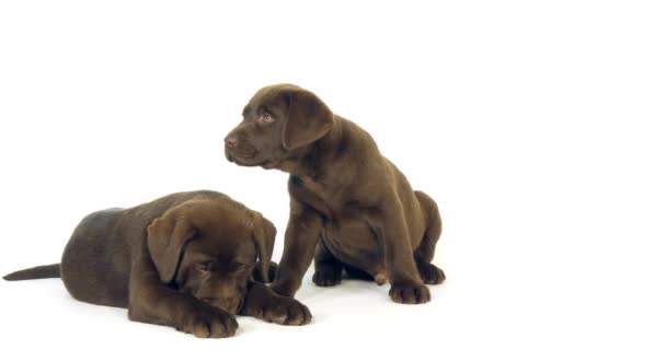 Brown Labrador Retriever, Chiots sur fond blanc, Normandie, Ralenti 4K 