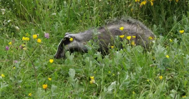 European Badger Meles Meles Adult Walking Grass Normandy France Slow — Stock Video