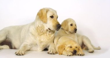 Sarı Labrador Retriever, Beyaz Arkaplanda Sürtük ve Yavrular, Uyuyan, Normandiya, Yavaş Hareket 4k