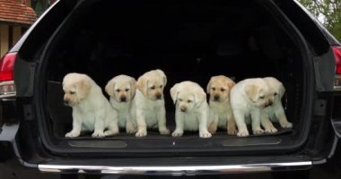 Sarı Labrador Retriever, Bir Arabanın Bagajında Yavrular, Fransa 'da Normandiya, Yavaş Hareket 4k