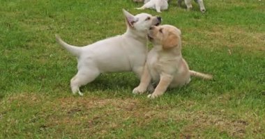 Sarı Labrador Retriever, Çimlerde Oynayan Yavrular, Fransa 'da Normandiya, Yavaş Hareket 4k