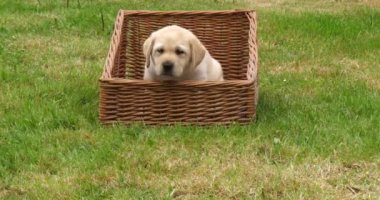 Sarı Labrador Retriever, Yavru Köpek Sepette Oynuyor, Fransa 'da Normandiya, Yavaş Hareket 4k