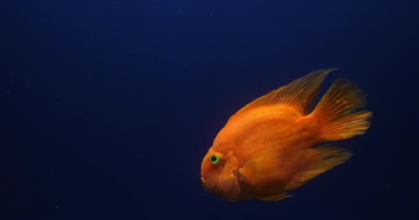 Midas Cichlid Amphilophus Citrinellus Ryby Plavající Sladkovodním Akváriu Slow Motion — Stock video