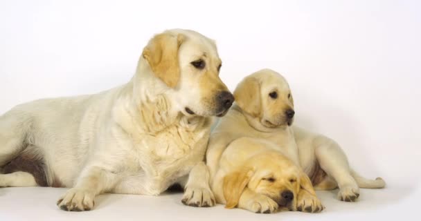 Amarillo Labrador Retriever Perra Cachorros Sobre Fondo Blanco Dormir Normandía — Vídeos de Stock
