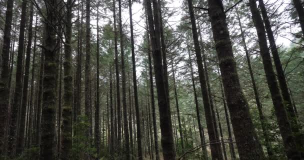 Лес Возле Рибейру Фрио Остров Мэдисон Португалии Время Катушки — стоковое видео