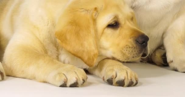 Yellow Labrador Retriever Filhotes Dormindo Fundo Branco Normandia Câmera Lenta — Vídeo de Stock