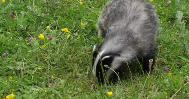 European Badger Meles Meles Adult Walking Grass Normandy France Slow — Stock Video