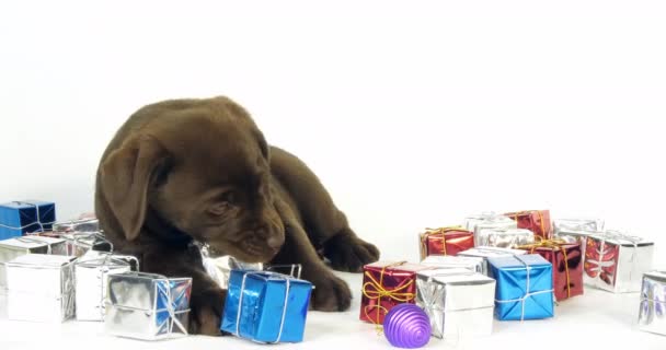 Brown Labrador Retriever Puppy Ajándékok Fehér Háttér Normandia Lassú Mozgás — Stock videók