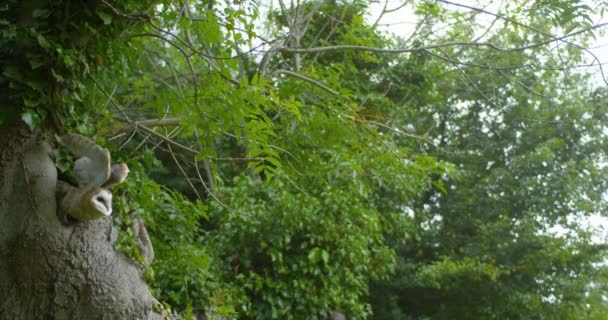 Schleiereule Tyto Alba Erwachsen Flug Abheben Normandie Zeitlupe — Stockvideo