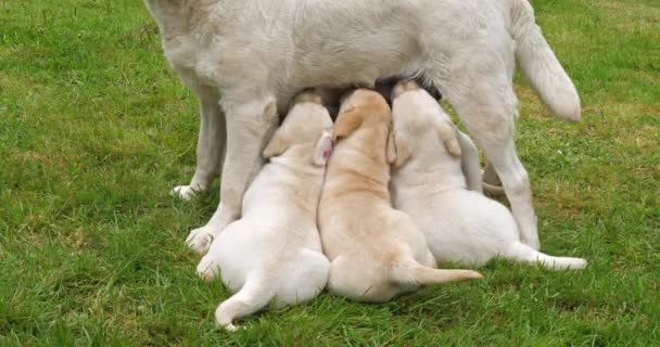 Yellow Labrador Retriever Bitch Feeds Puppies Normandy France Slow Motion — Stock Video