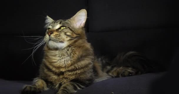 Brown Blotched Tabby Maine Coon Domestic Cat Mężczyzna Kładzenie Czarnym — Wideo stockowe