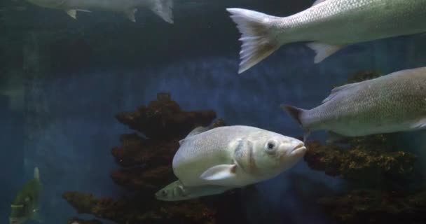 Sea Bass Dicentarchus Labrax Group Swift Slow Motion — стоковое видео