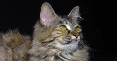 Tortie Maine Rakun Evcil Kedi, Siyah Arkaplan 'a Karşı Kadın Portresi, Fransa' da Normandiya, Ağır çekim 4k