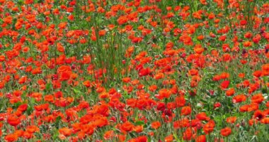 Gelincik tarlası, papaver rhoeas, çiçek, rüzgar, Fransa 'da Normandiya, yavaş çekim 4k