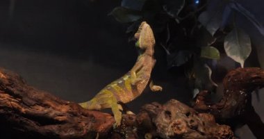 Madagaskar, Branch 'ta duran Yetişkin Panter Bukalemunu 