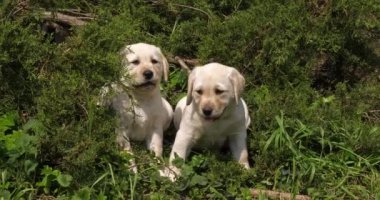 Sarı Labrador Retriever, Sebzedeki Yavrular, Normandiya, Yavaş Hareket 4k