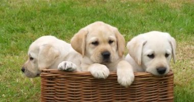 Sarı Labrador Retriever, Sepette Oynayan Yavrular, Fransa 'da Normandiya, Yavaş Hareket 4k