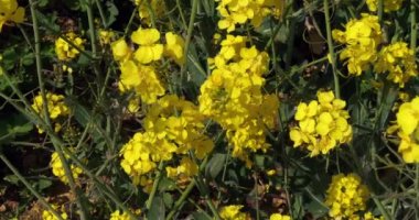 Rüzgar ve tecavüz alanı, brassica napus, Normandiya, Ağır çekim 4k