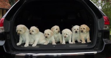 Sarı Labrador Retriever, Bir Arabanın Bagajında Yavrular, Fransa 'da Normandiya, Yavaş Hareket 4k