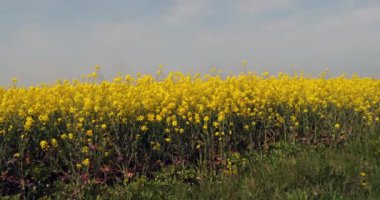 Tecavüz alanı, brassica napus, Normandiya, Ağır çekim 4k