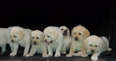 Sarı Labrador Retriever, Bir Arabanın Bagajında Yavrular, Esneme, Fransa 'da Normandiya, Yavaş Hareket 4k