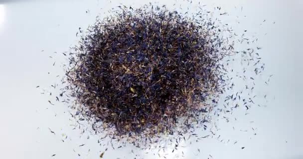 Blueberry Seeds Centaurea Cyanus Exploding White Background Slow Motion — Stock Video