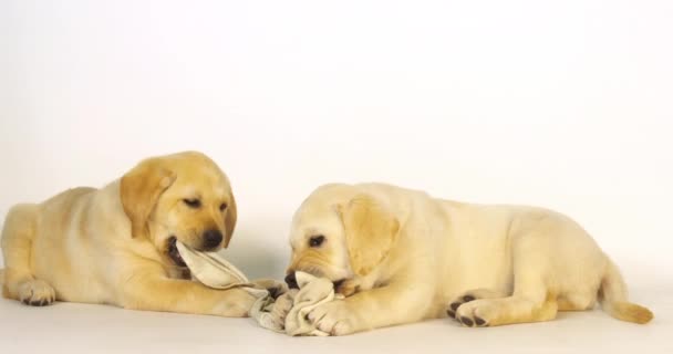 Yellow Labrador Retriever Κουτάβια Παίζοντας Μια Πετσέτα Πιάτων Λευκό Φόντο — Αρχείο Βίντεο