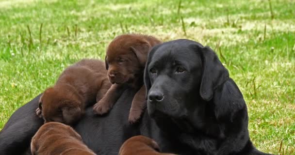 Black Labrador Retriever Perra Cachorros Negros Marrones Césped Normandía Cámara — Vídeo de stock